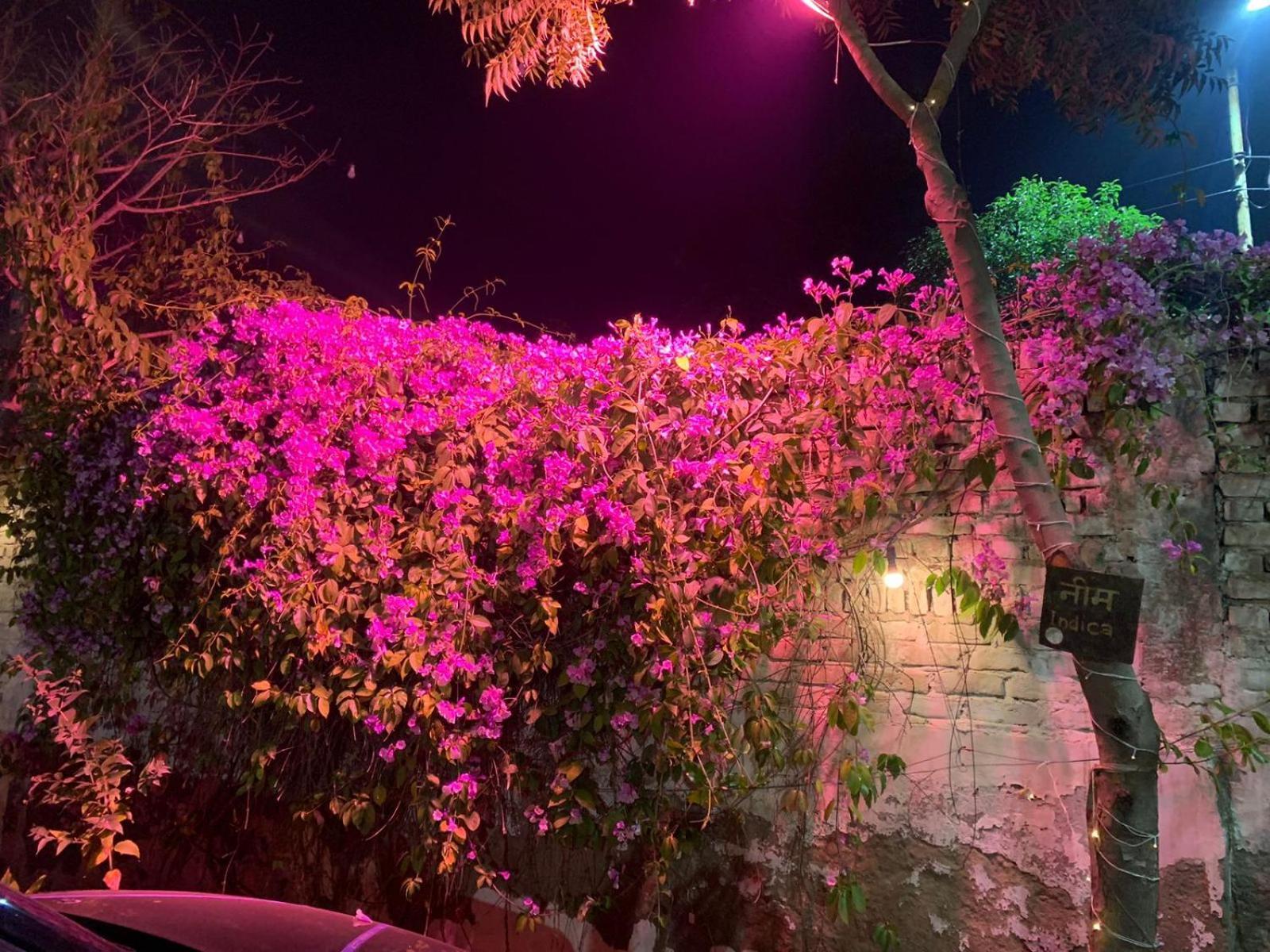 אגרה Nature Resort מראה חיצוני תמונה